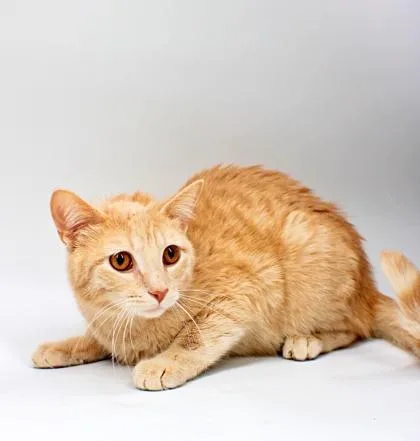 An adult small-sized male Domestic Short Hair cat named Buddy for adoption in Morton Grove, IL