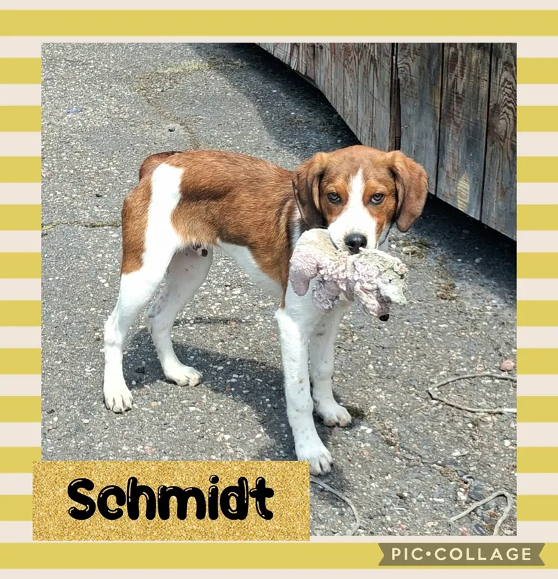 Schmidt