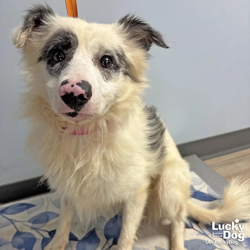 An adult small-sized male Shetland Sheepdog / Sheltie dog named Miles for adoption in Washington, DC