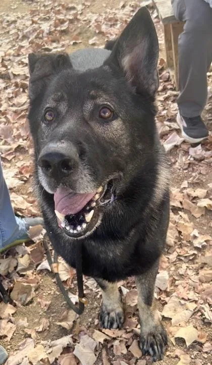 An adult large-sized male Bicolor Mixed Breed dog named Bumble for adoption in Georgetown, TX