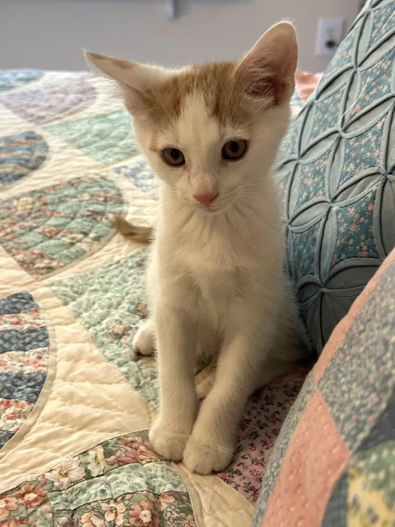 A baby medium-sized male Domestic Short Hair cat named Tommy for adoption in Jeffersonville, IN