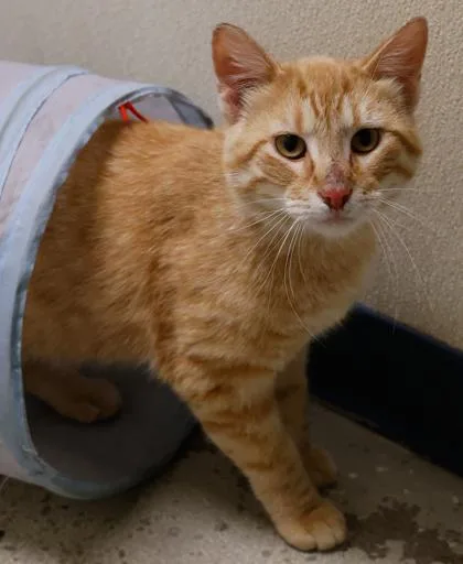 An adult medium-sized male Domestic Short Hair cat named Mr. Shrimp for adoption in Verona, WI