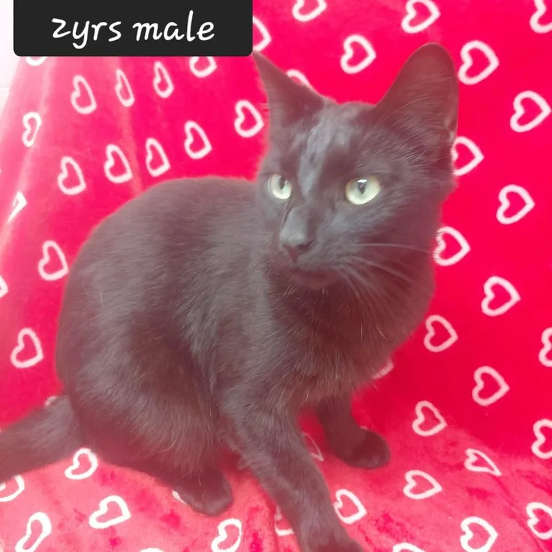 An adult small-sized male Domestic Medium Hair cat named Blink for adoption in New Tazewell, TN