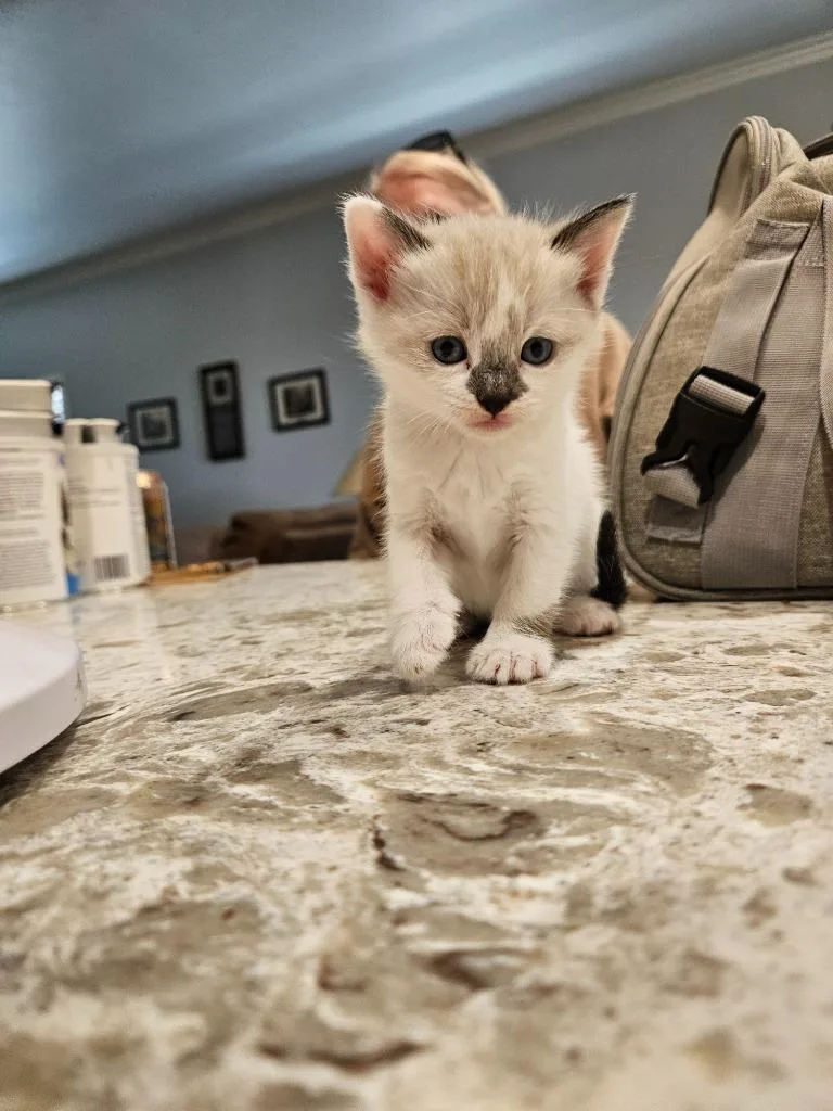 A baby small-sized female Siamese cat named Scooter for adoption in San Jacinto, CA