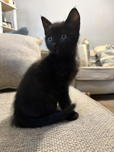 A baby small-sized female Domestic Short Hair cat named Kisses for adoption in Chamblee, GA