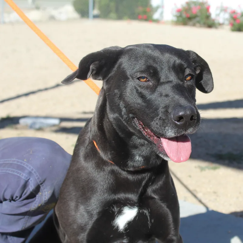 An adult large-sized female Black Labrador Retriever dog named Roxy for adoption in Yucca Valley, CA