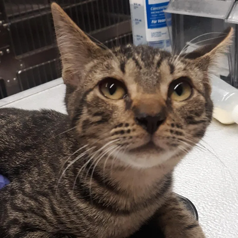 A young medium-sized male Brown / Chocolate Domestic Short Hair cat named Maynard for adoption in Spokane, WA