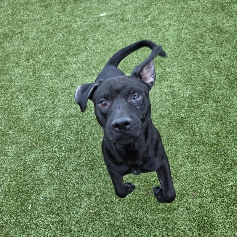 An adult large-sized male Pit Bull Terrier dog named Dexter for adoption in Greensboro, NC