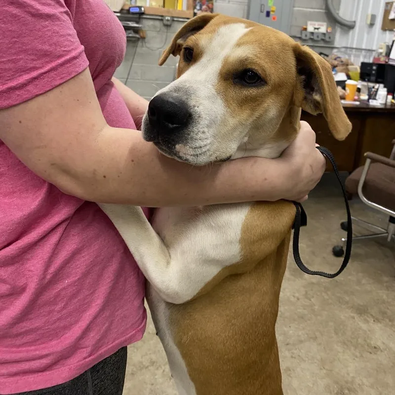 An adult small-sized female Mixed Breed dog named Myra May for adoption in Corbin, KY