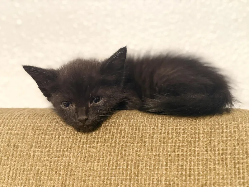 A baby medium-sized female Black Domestic Short Hair cat named Anya for adoption in Los Angeles, CA