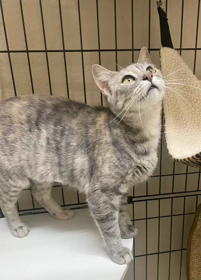 Hope  Kuykendahl Petsmart thumbnail 2