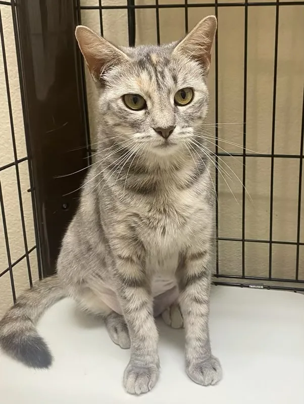 Hope  Kuykendahl Petsmart thumbnail 3