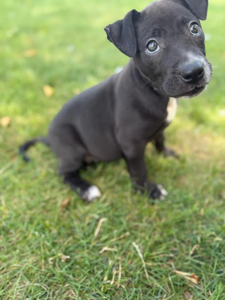 A baby medium-sized female Terrier dog named October for adoption in Wintersville, OH