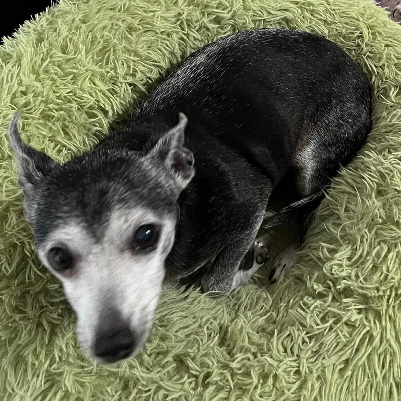 A senior small-sized female Black Chihuahua dog named Coco Canyon for adoption in Ramona, CA