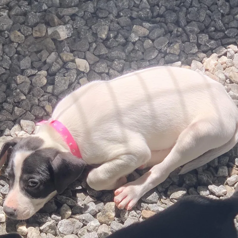 A baby small-sized female White / Cream Mixed Breed dog named Chai for adoption in Franklin, NC