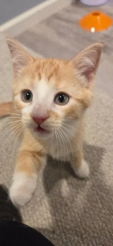 Mango
