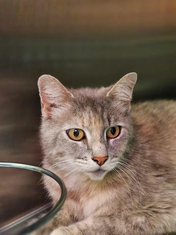 An adult medium-sized female Tortoiseshell Domestic Medium Hair cat named Tessa for adoption in Disputanta, VA