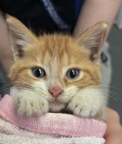 A baby small-sized male Domestic Short Hair cat named Kachow for adoption in Lafayette, IN