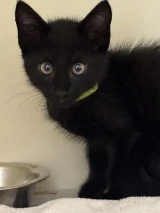 A baby small-sized male Domestic Short Hair cat named Athos [Green] for adoption in Chamblee, GA