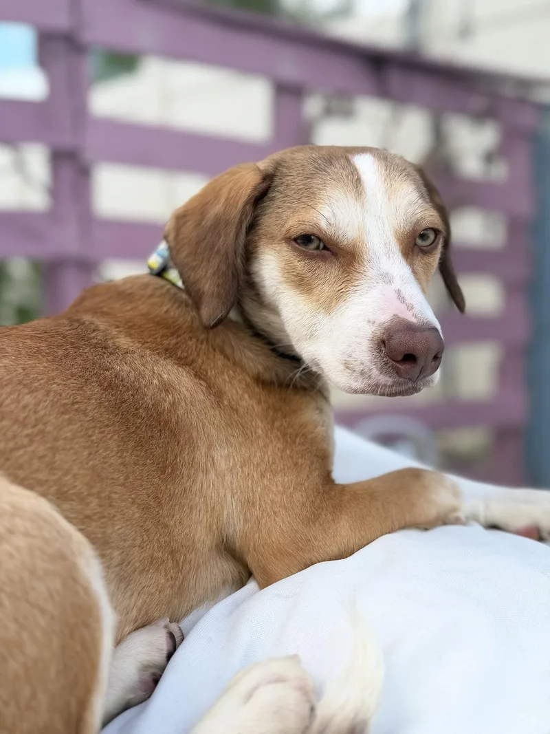 A young medium-sized female Beagle dog named Roxanne for adoption in Tampa, FL