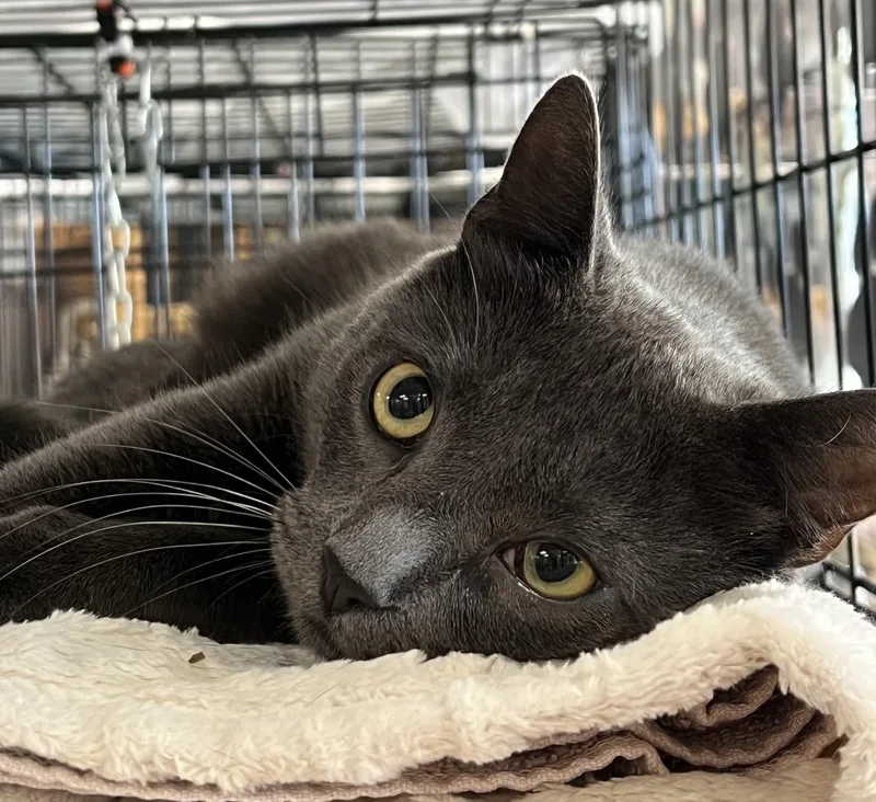 A young medium-sized male Gray / Blue / Silver Domestic Short Hair cat named Axel for adoption in Johnston, RI