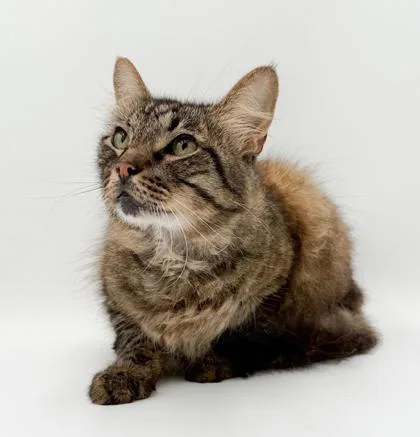 An adult medium-sized male Maine Coon cat named Fin for adoption in Bowling Green, KY
