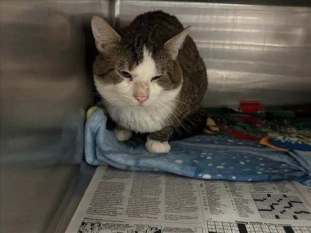 An adult medium-sized male Domestic Short Hair cat named Tarzan for adoption in Chatsworth, CA