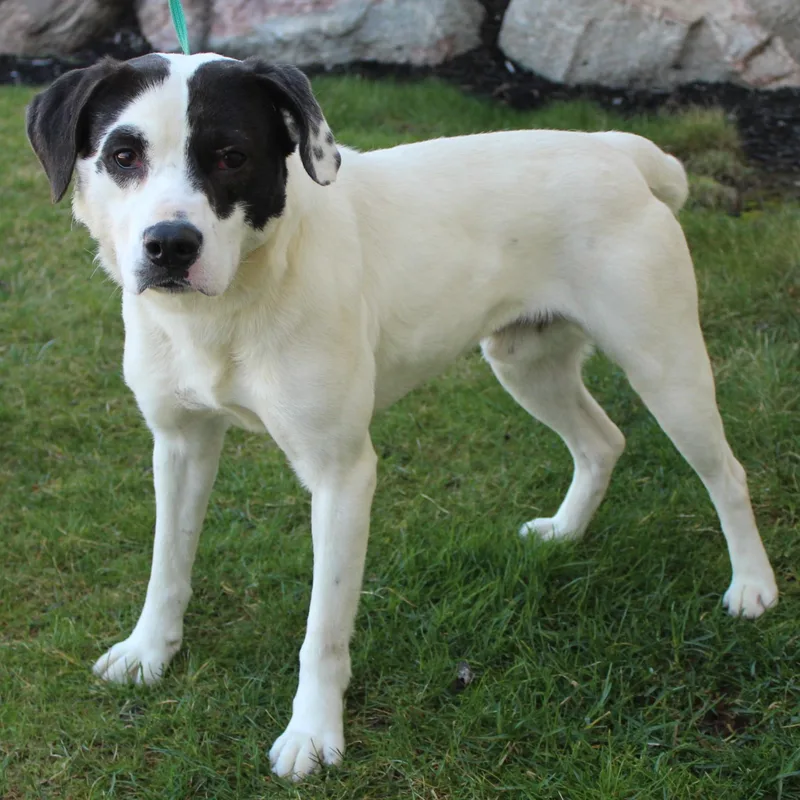A young medium-sized male Black Labrador Retriever dog named Appaloosa for adoption in Eaton, OH