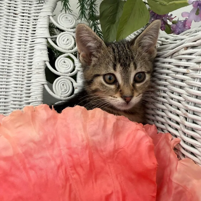 A baby small-sized female Brown / Chocolate Domestic Short Hair cat named Lala Lion for adoption in Eaton Rapids, MI