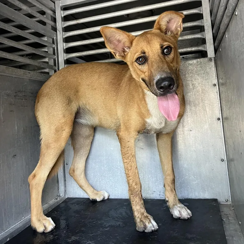 A young medium-sized female Brown / Chocolate Shar-Pei dog named Snapple for adoption in Edinburg, TX