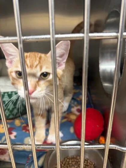 A young small-sized male Domestic Short Hair cat named Dayday for adoption in Longmont, CO