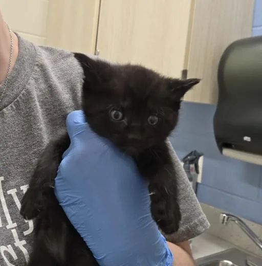 A baby small-sized male Domestic Short Hair cat named Pluto for adoption in Brighton, CO
