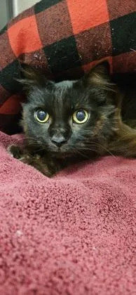 A senior small-sized female Domestic Medium Hair cat named Sonic Sophie for adoption in Roseville, CA