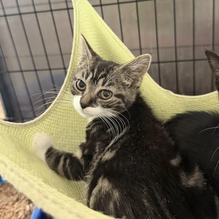 A baby small-sized female White Domestic Short Hair cat named Kelly for adoption in Wappingers Falls, NY