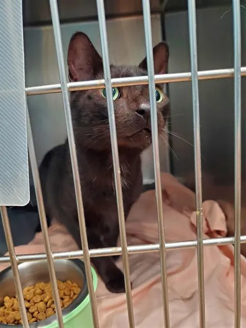 An adult medium-sized male Domestic Short Hair cat named Dracula for adoption in Fort Walton Beach, FL