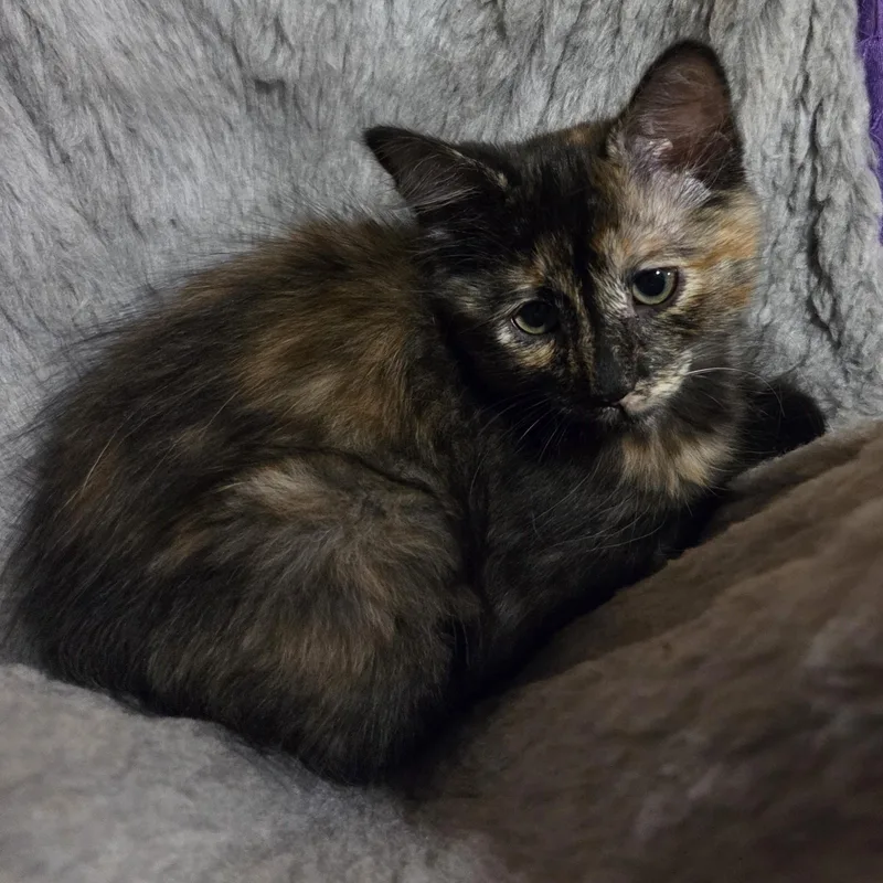 Bonnie