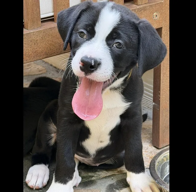 A baby medium-sized female Tricolor (Brown, Black, & White) Terrier dog named Rigatoni for adoption in Hartwell, GA
