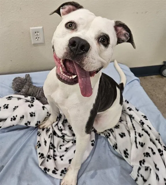 An adult medium-sized female Mixed Breed dog named Gypsy for adoption in Palmetto, FL