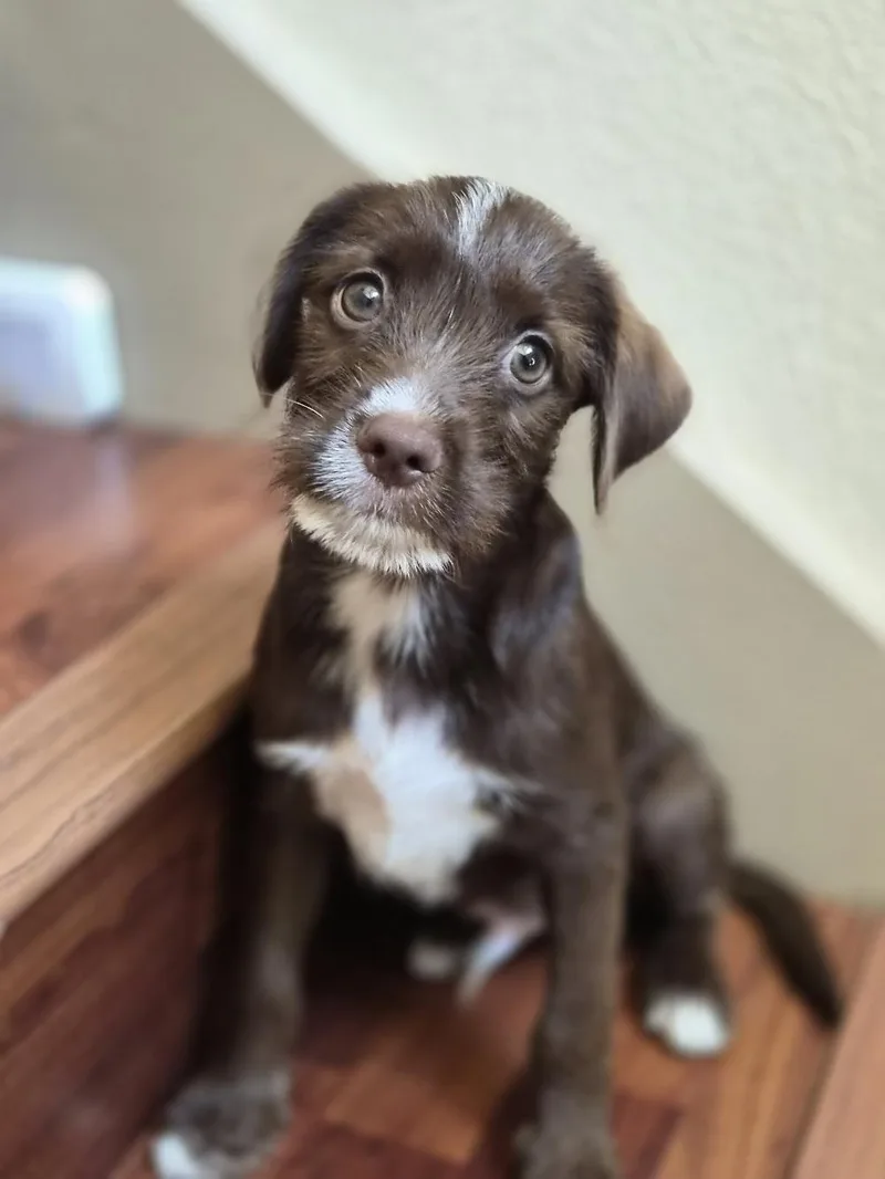 A baby small-sized male Miniature Schnauzer dog named Grok for adoption in Orlando, FL