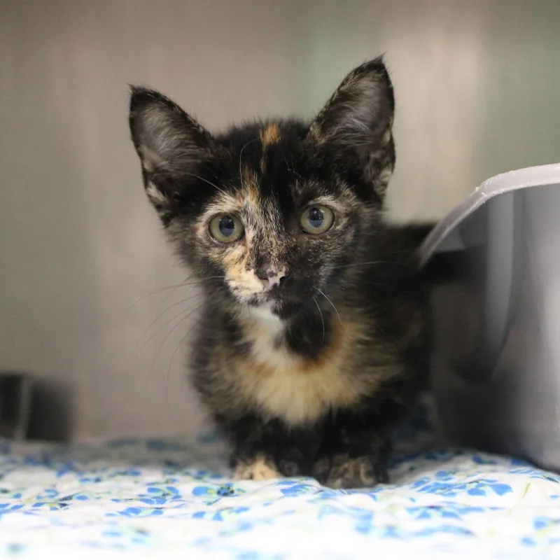 A baby small-sized female Tortoiseshell Domestic Short Hair cat named Ember for adoption in Bryan, TX