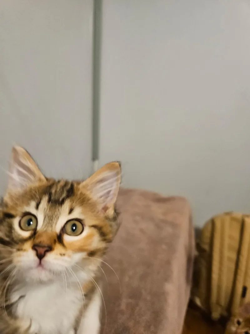 A baby medium-sized female Orange & White Domestic Short Hair cat named Webby for adoption in Social Circle, GA