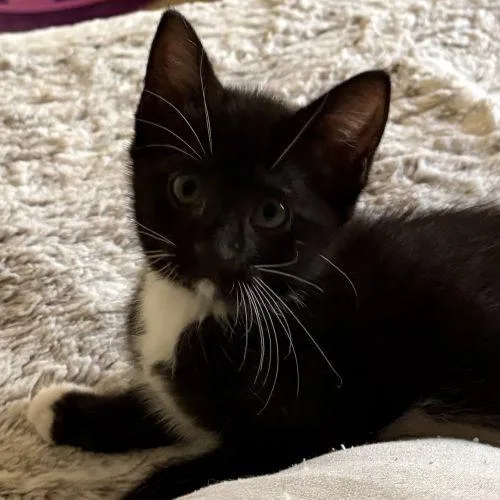 A baby small-sized female Tuxedo cat named Moe for adoption in Knoxville, TN