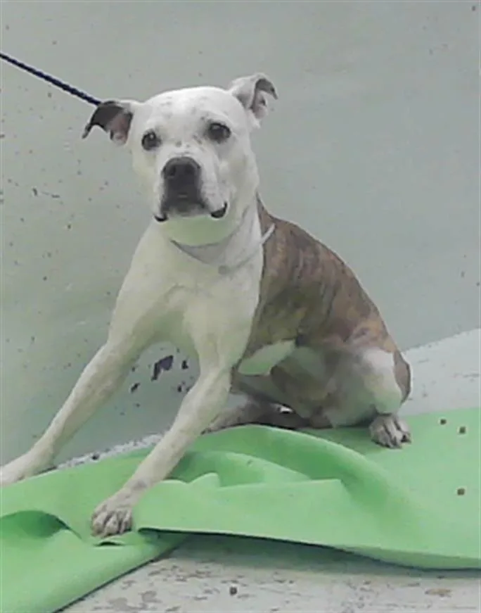 An adult medium-sized female Staffordshire Bull Terrier dog named Olivia for adoption in Houston, TX