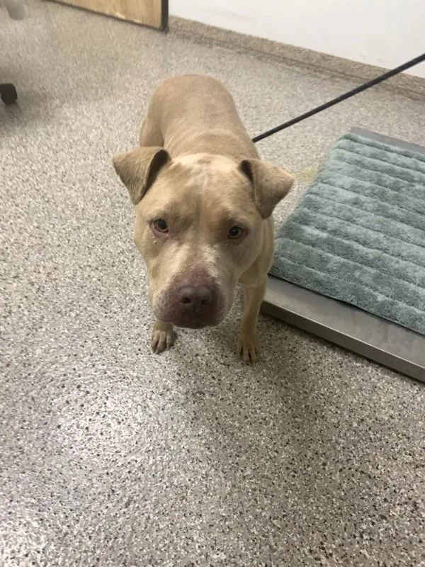 An adult large-sized female Pit Bull Terrier dog named Kiki for adoption in Vancouver, WA