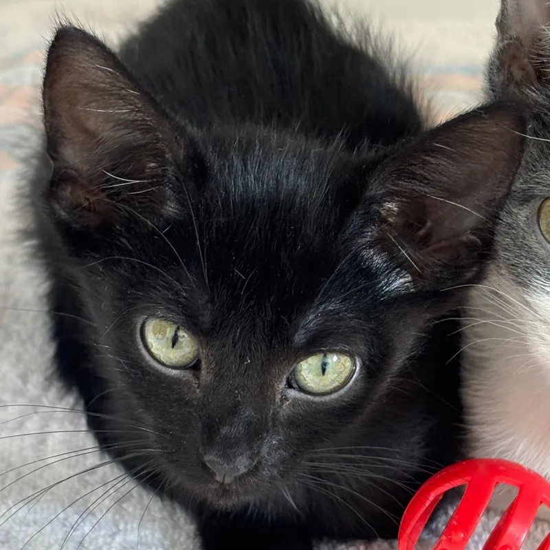 A baby small-sized female Black Domestic Short Hair cat named Pecan for adoption in Naperville, IL