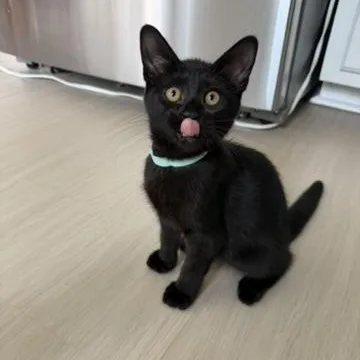 A baby medium-sized female Domestic Short Hair cat named Speed for adoption in atlanta, GA