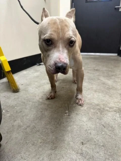 A young medium-sized female Pit Bull Terrier dog named Sally for adoption in Los Angeles, CA