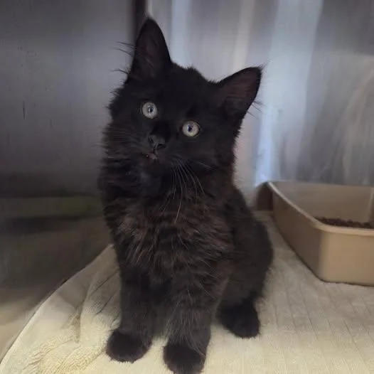 A baby medium-sized male Domestic Long Hair cat named Ludacris for adoption in Warwick, RI