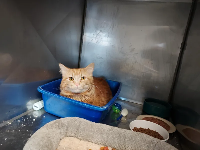 A baby medium-sized male Orange / Red Domestic Medium Hair cat named Cheddar for adoption in Ellicott City, MD