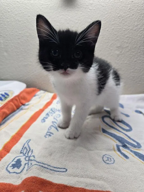 A baby small-sized female Domestic Short Hair cat named Pumpkin Patch for adoption in Sherwood, OR